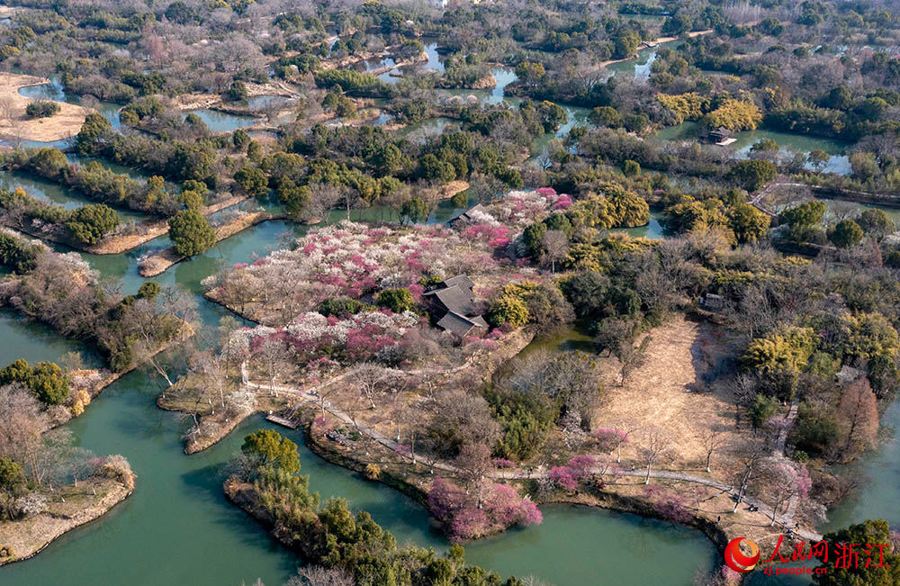 近日，杭州西溪國家濕地公園內(nèi)梅花盛開。人民網(wǎng) 章勇濤攝