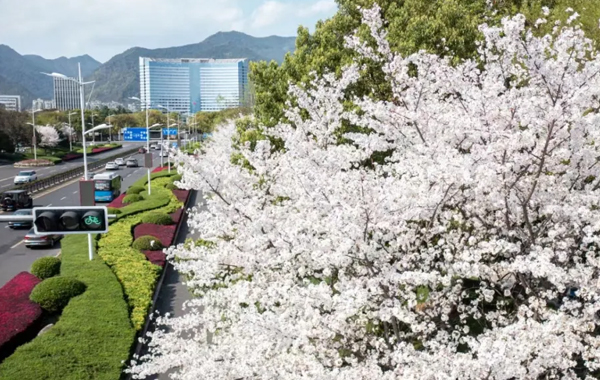 春日限定！麗水市區(qū)櫻花盛放