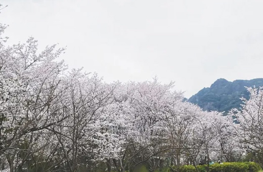 又到三月賞櫻時(shí)，越城這些地方美到窒息