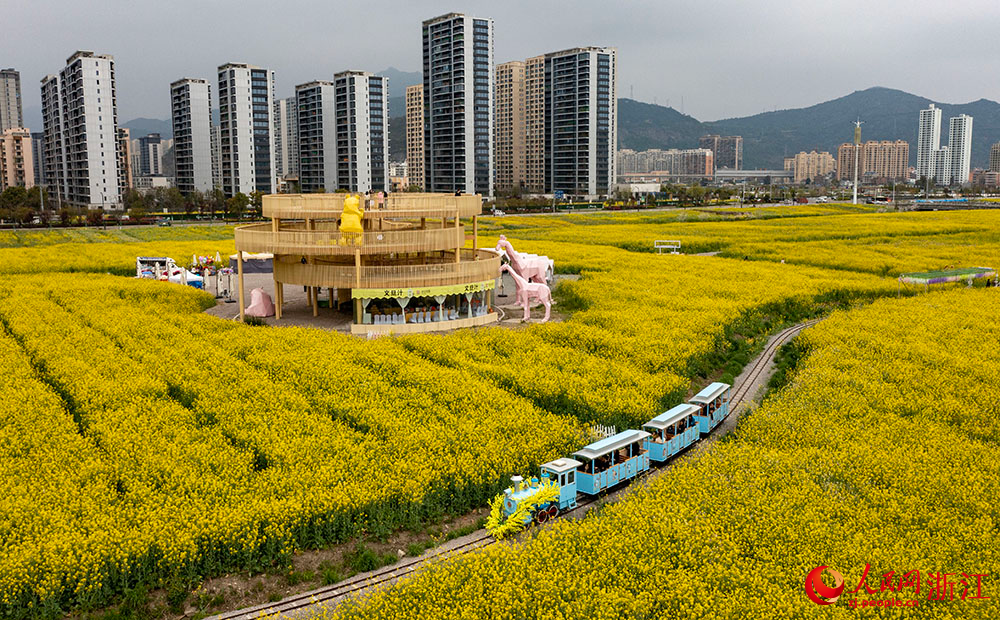 市民游客在浙江省樂清市現(xiàn)代都市田園綜合體乘坐小火車穿越油菜花海。人民網(wǎng) 章勇濤攝