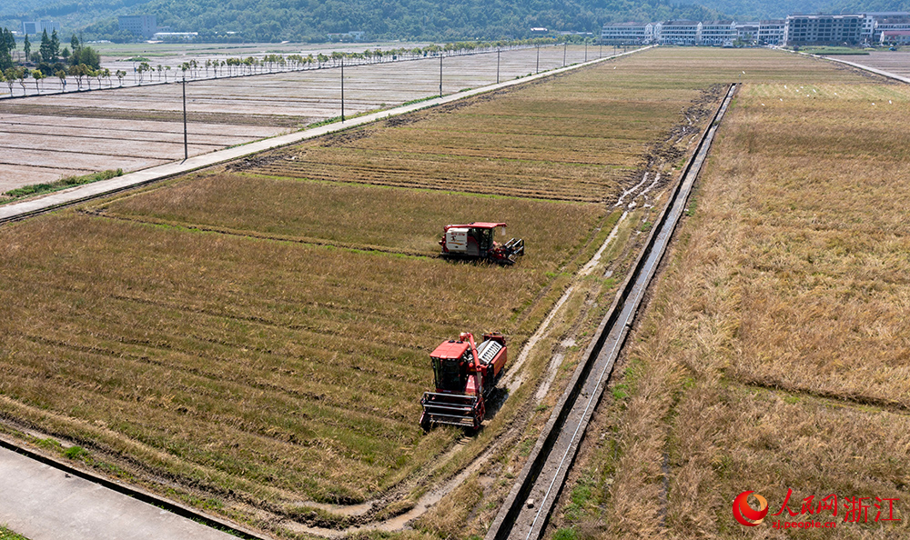 從空中俯瞰浙江省瑞安市曹村鎮(zhèn)的萬畝農(nóng)田，農(nóng)機手正駕駛收割機采收油菜籽。人民網(wǎng)  章勇濤攝