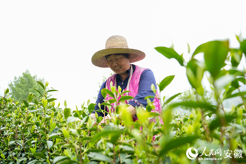 大灣村村民王景枝正在茶園里采摘茶葉。人民網(wǎng)記者 王銳攝