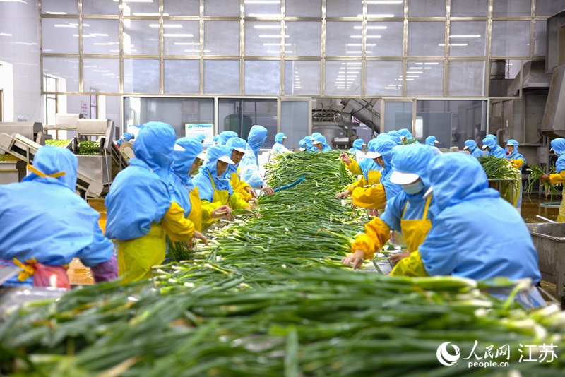 興化市聯(lián)發(fā)食品有限公司加工車間，工人清洗香蔥。人民網(wǎng) 范堯攝