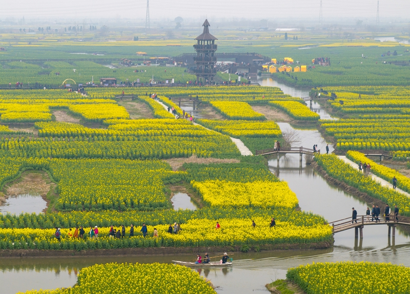 菜花節(jié)期間游客在千垛景區(qū)游玩。周社根攝