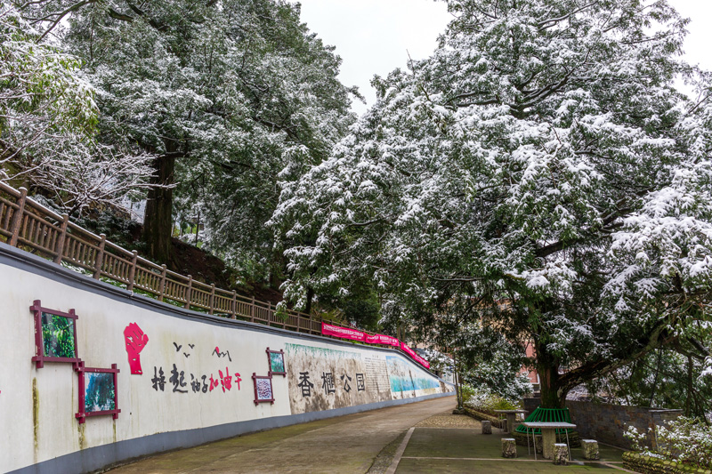 香榧公園。大溪邊鄉(xiāng)供圖