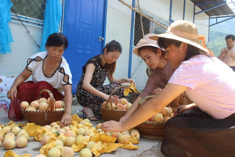 陽坑村村民正在分揀水蜜桃。陽坑村供圖