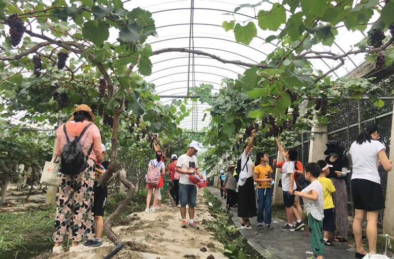 游客在在碧云花海蔬果大棚里采摘水果。嘉善縣委宣傳部供圖