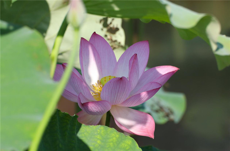 荷花曳生姿，競相綻放。豐樂鎮(zhèn)供圖