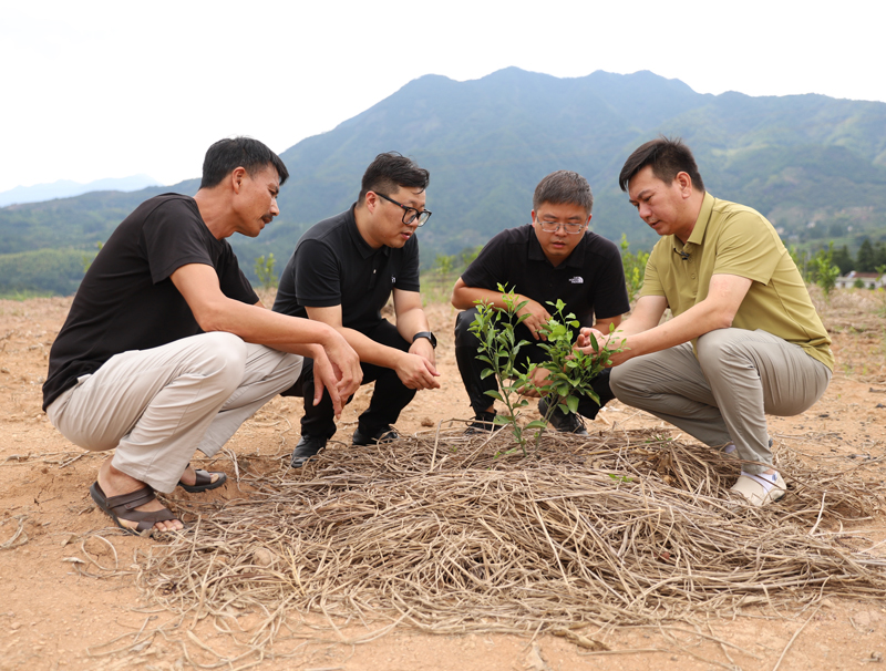 顧品，又一次來到麗水遂昌縣湖山鄉(xiāng)奕山村的“象山青”種植基地，手把手進(jìn)行技術(shù)指導(dǎo)。