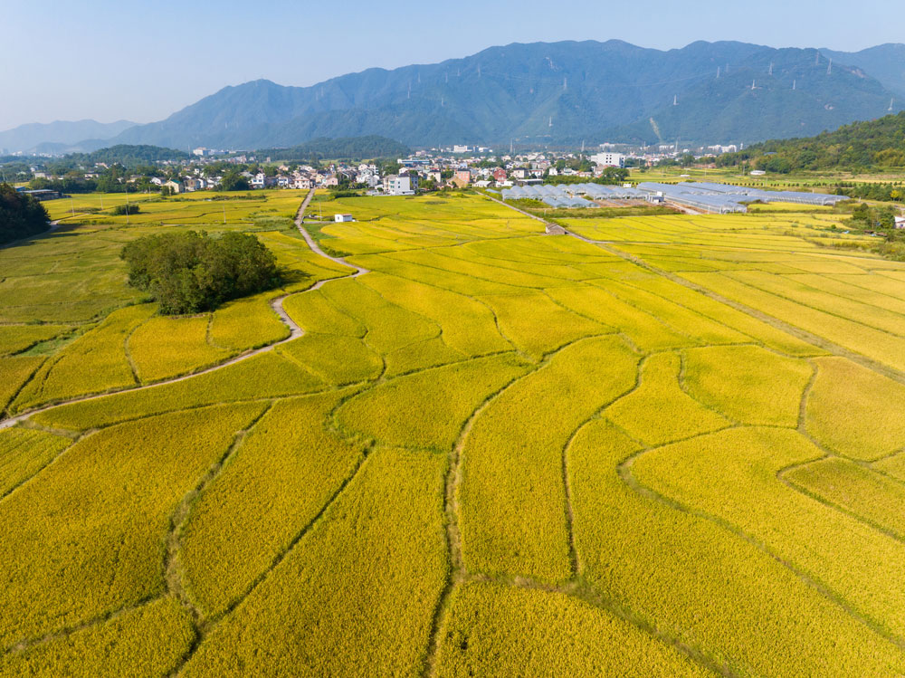 近日，寧波市寧海縣前童鎮(zhèn)柵下村廣袤無垠的田野上，稻穗低垂，隨風(fēng)搖曳，宛如一片金色的海洋。繆軍攝