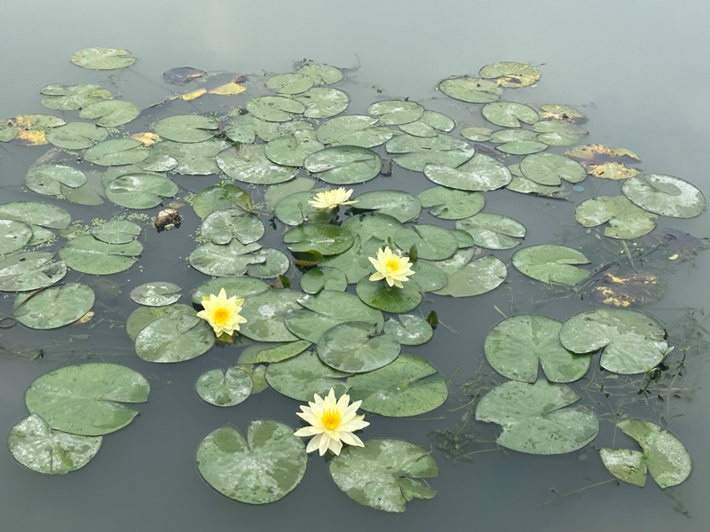 小天圩農(nóng)民公園的睡蓮。席曉婕攝