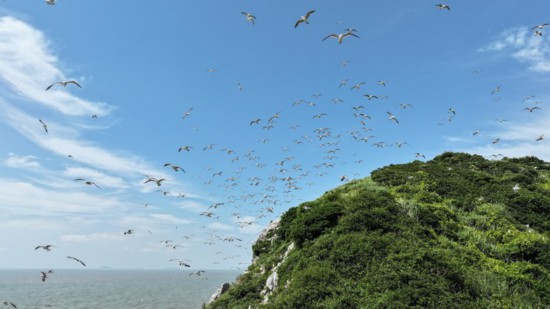 溫州鹿西鳥島上演“萬鷗齊飛”奇觀。黃培培攝