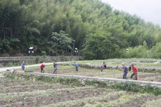 村民在“鳳凰田”種辣椒。柯城區(qū)委宣傳部供圖